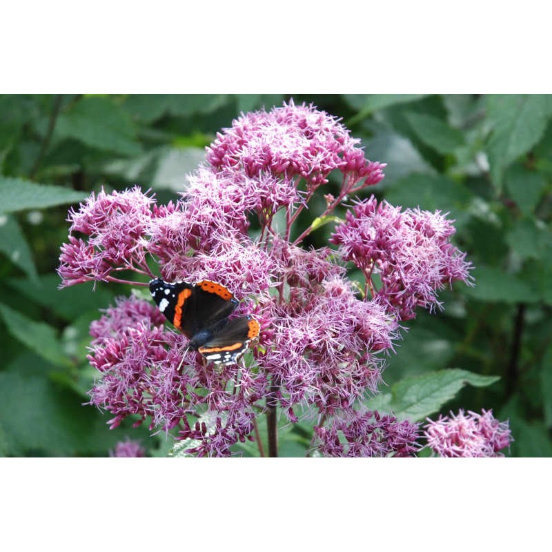 Image of Eupatorium purpureum flower close up