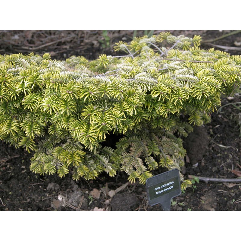 Abies nordmanniana 'Golden Spreader' - slow growing conifer