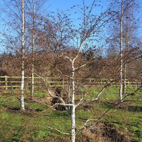 Betula ermanii Kwanak Weeping (syn 'Pendula')