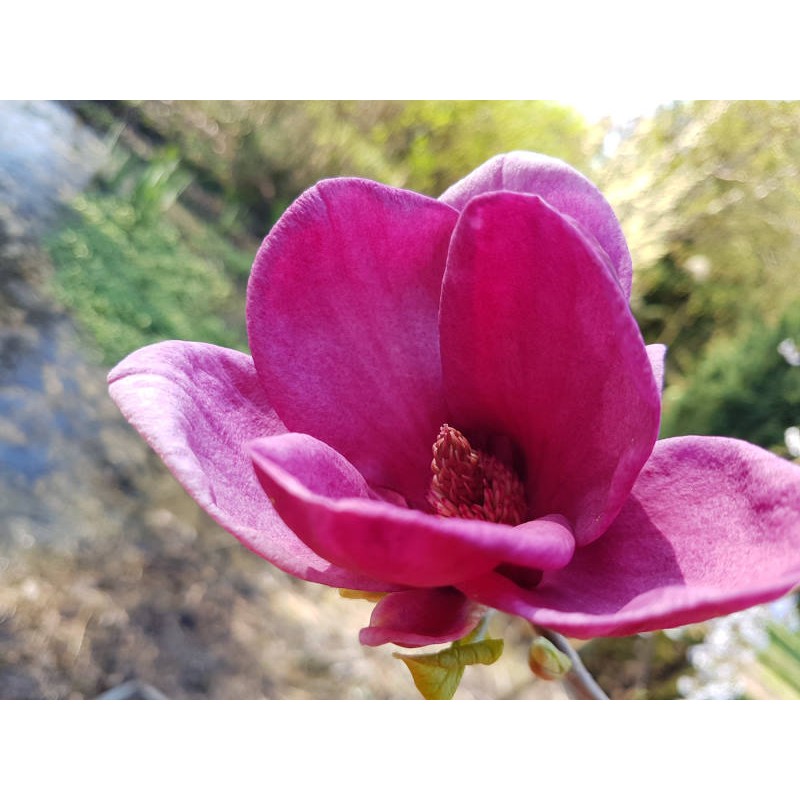 Magnolia 'Genie' - dark purple spring flowers