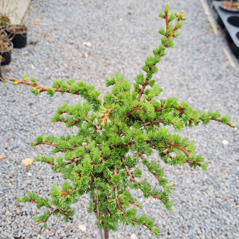 Larix Kaempferi 'nana'