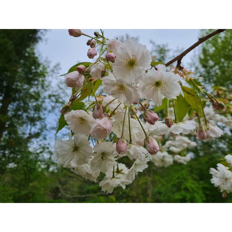 Shogetsu Flowering Cherry Tree | Best Flower Site