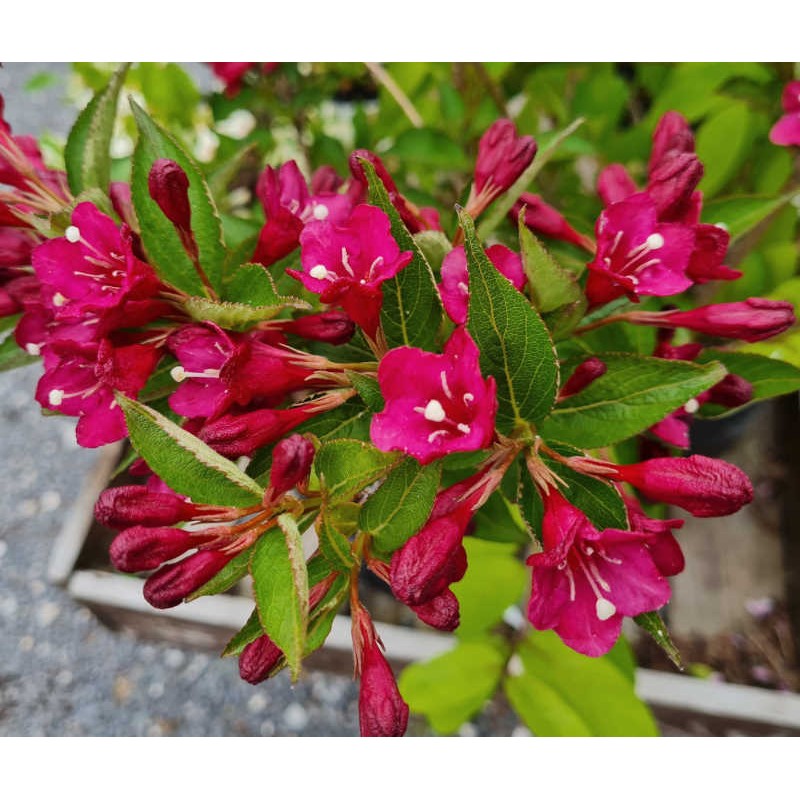 Weigela florida 'Evita' - flowers in early June