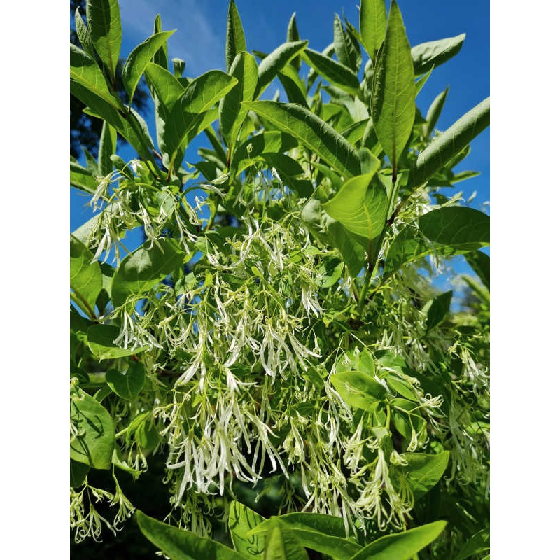 Chionanthus Virginicus White Fringe Tree 