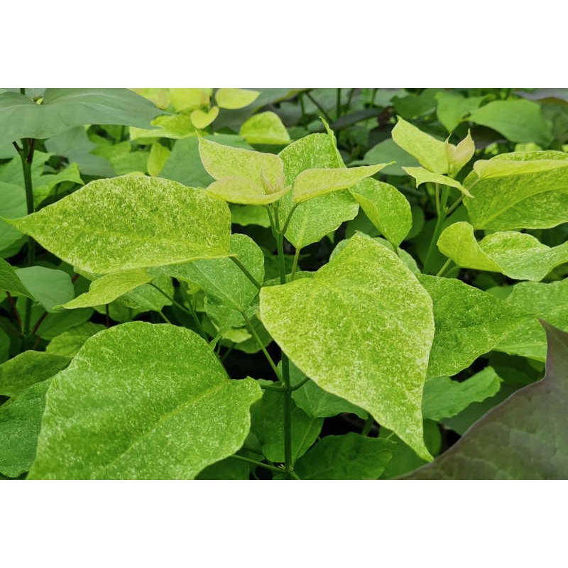 Catalpa speciosa 'Pulverulenta' - leaves in June