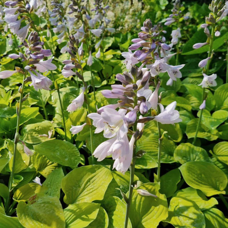 Hosta 'August Moon' - flowers in July