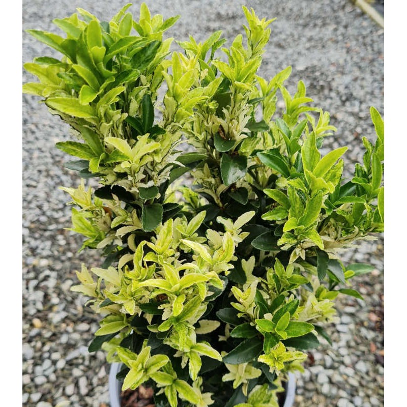 Euonymus Green Spire