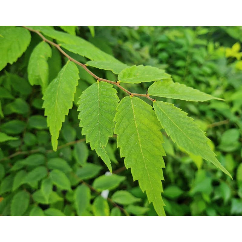 Zelkova Serrata Water Elm 