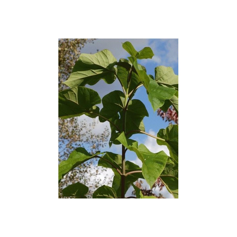 Paulownia is grown for leaves, flowers, wood