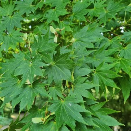 Acer palmatum 'Osakazuki' (Japanese Maple)