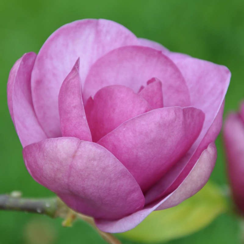 Magnolia 'Black Tulip' - flowers in Spring