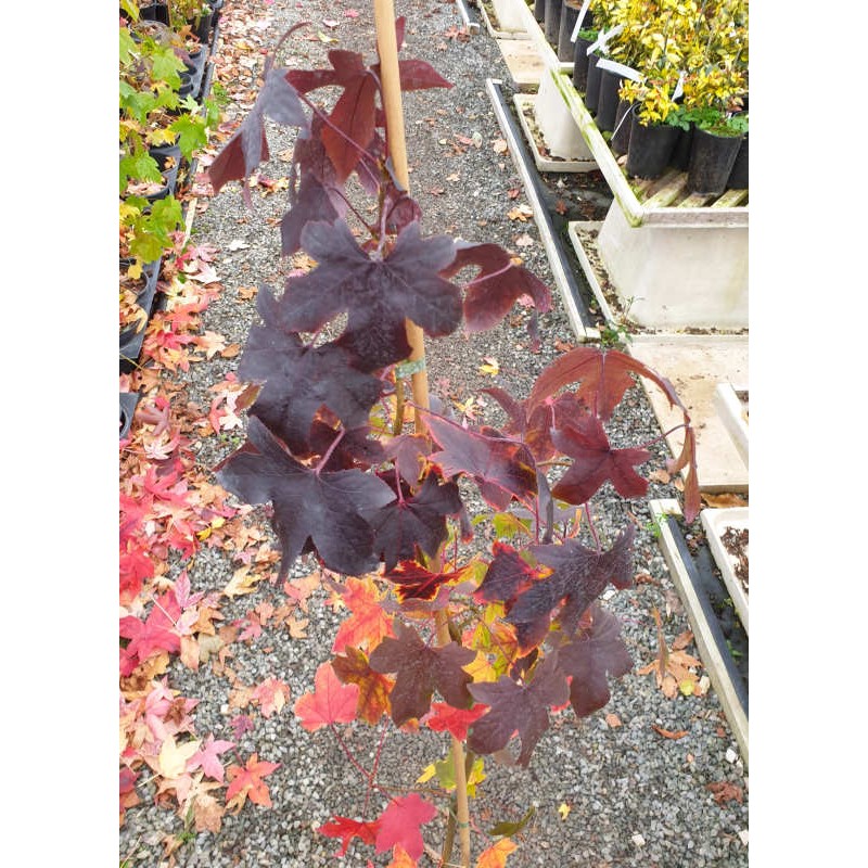 Liquidambar styraciflua 'Black Beauty' - autumn colour