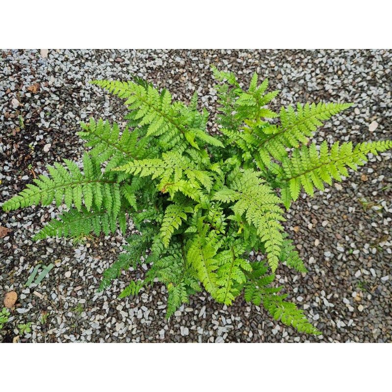 Polystichum makinoi - fronds in September