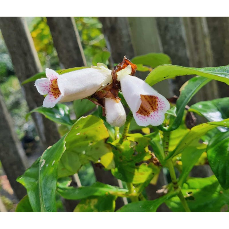 Hemiboea subcapitata - flowers in early autumn