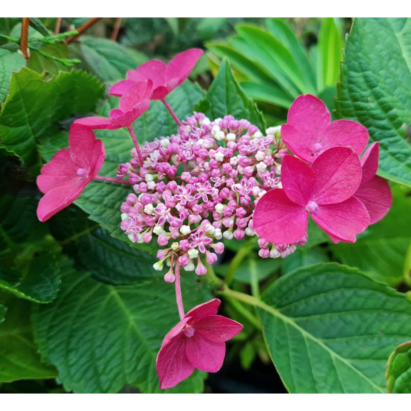 Hydrangea - Trees and Shrubs