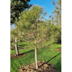 Nearly Natural Green 0.6m Mini Cedar Pine Tree