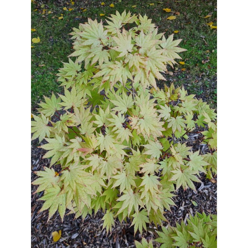 Acer - Trees and Shrubs