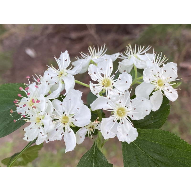 Crataegus punctata var aurea - flowers