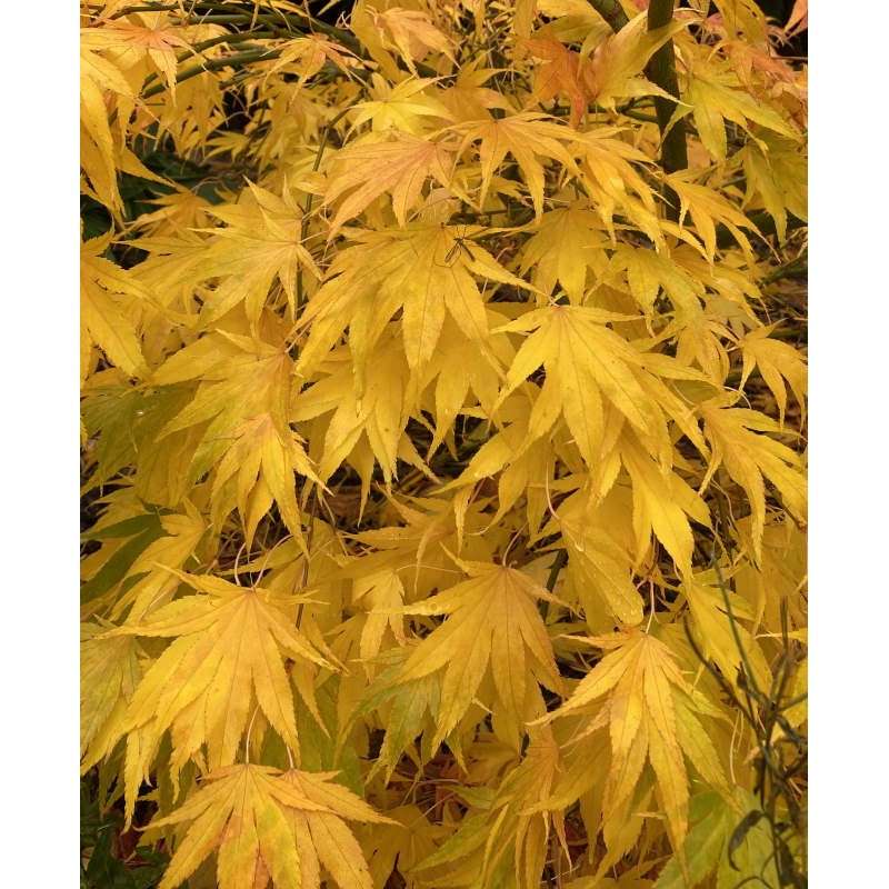 Acer palmatum 'Westonbirt Spreading Star' - gold and orange autumn colour