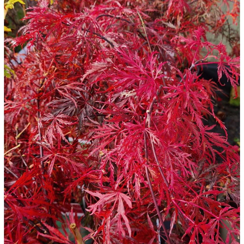 Acer - Trees and Shrubs