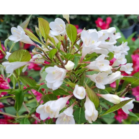 Weigela 'Black and White'