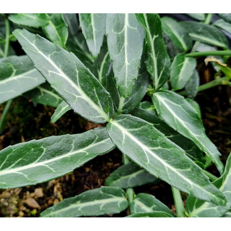 Euonymus fortunei 'Wolong ghost' - leaves close up