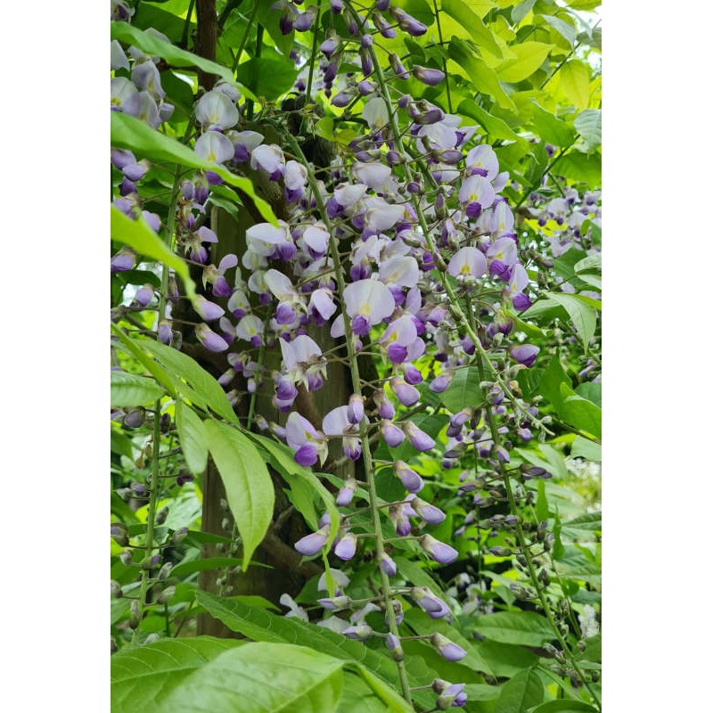 Wisteria floribunda 'Royal Purple' 3 Litres - Climbing Plants - Tates