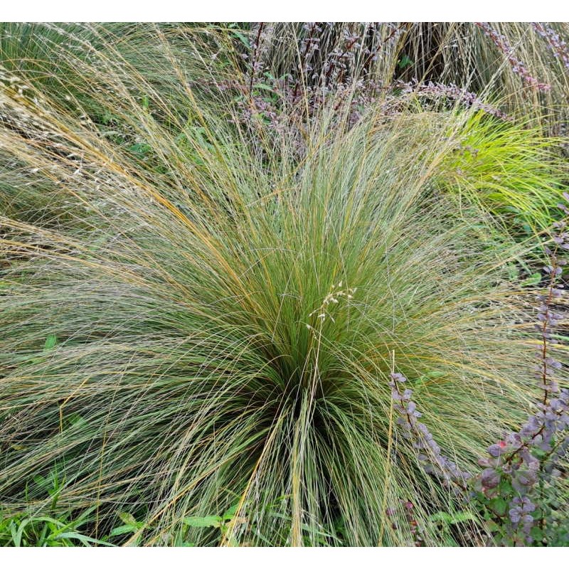 Chionochloa rubra - established plant in late summer