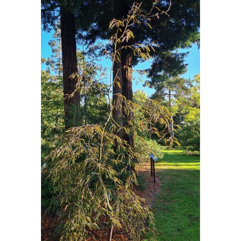 Fagus sylvatica 'Ansorgei' - established 20 years old tree. Very slow growing!