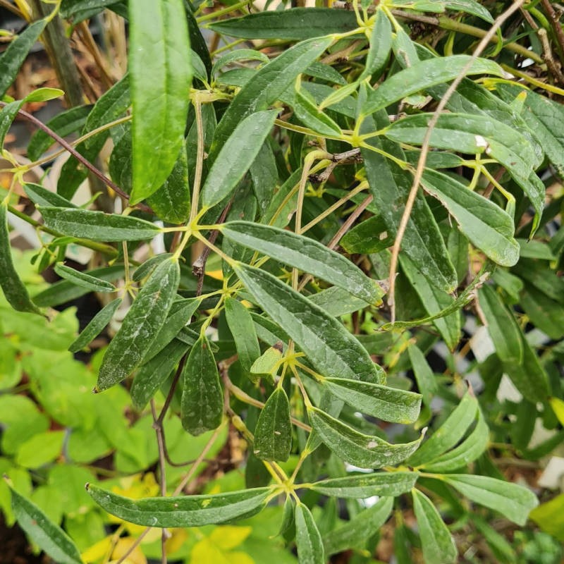 Holboellia latifolia var. angustifolia