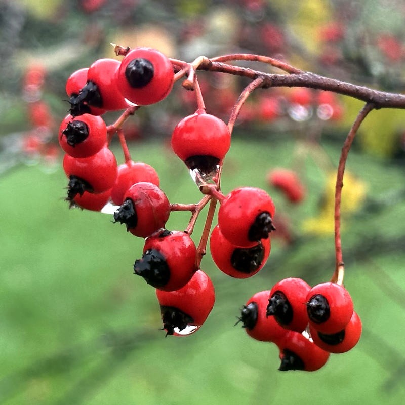 Crataegus phaenopyrum - fruit