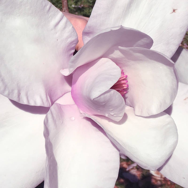 Magnolia sargentiana 'Blood Moon'