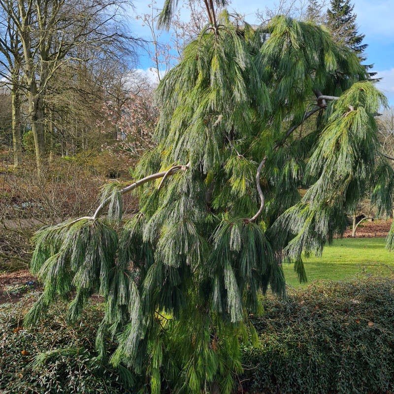 Pinus Strobus 'pendula'