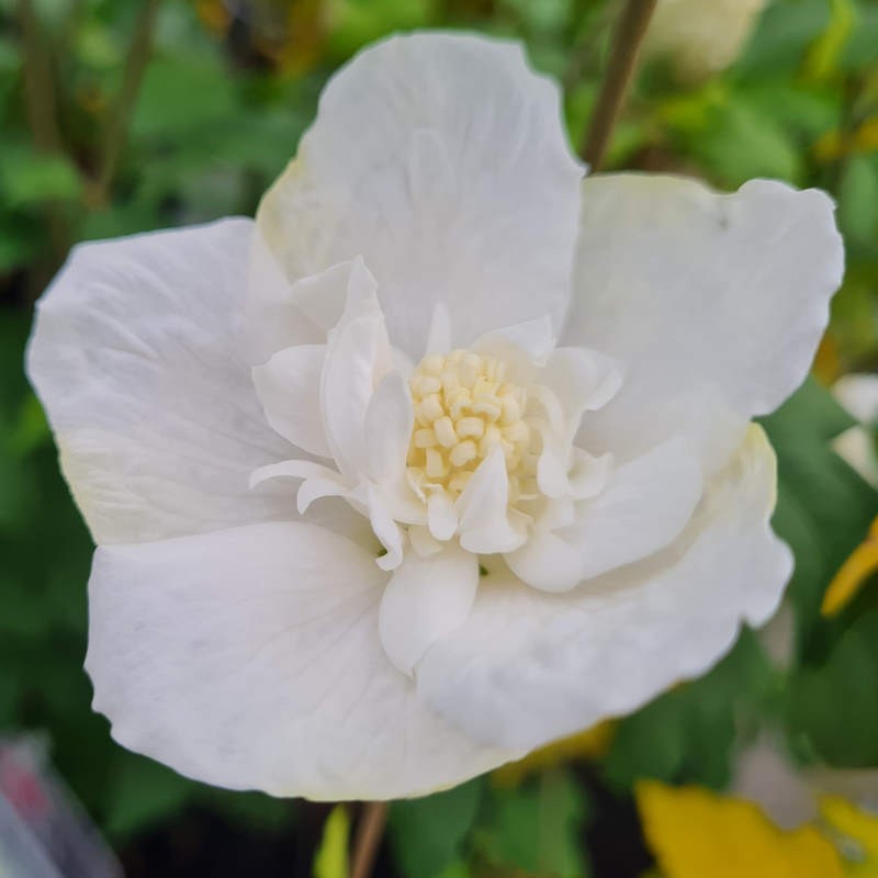 Hibiscus syriacus 'White Chiffon'