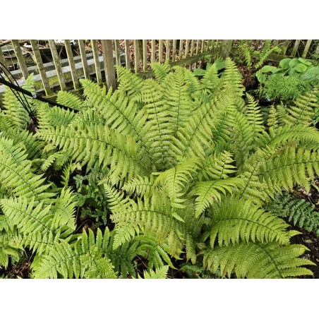 jurassic ferns