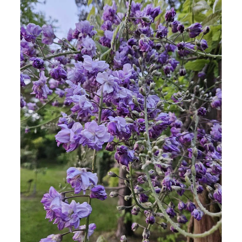 Wisteria floribunda Violacea Plena - Double Purple Japanese Wisteria –  Mother Earth Nursery