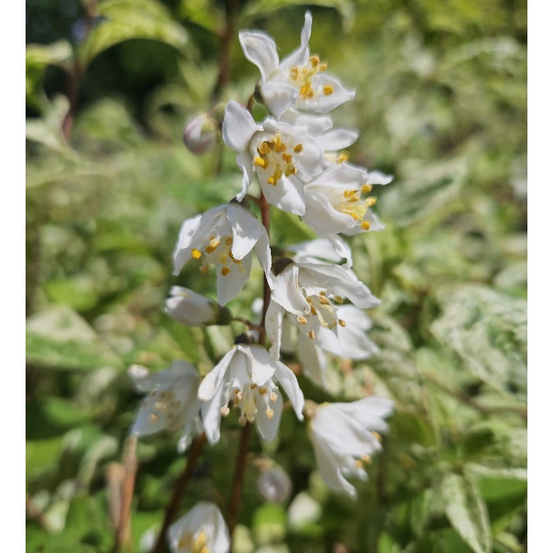 Deutzia scabra 'Punctata' - flowers in June