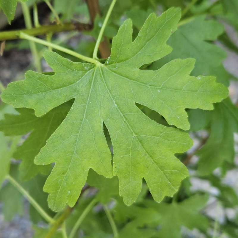 Liquidambar orientalis 'Maurice Foster' - young leaves in Spring