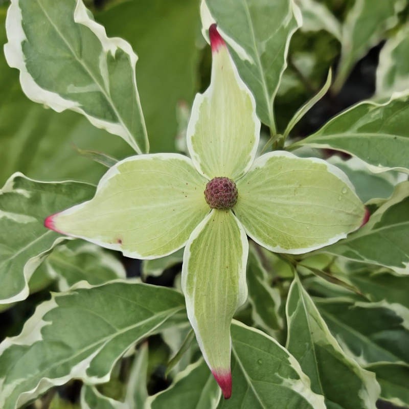 Cornus kousa 'ShiraYuki' - bracts forming in early summer