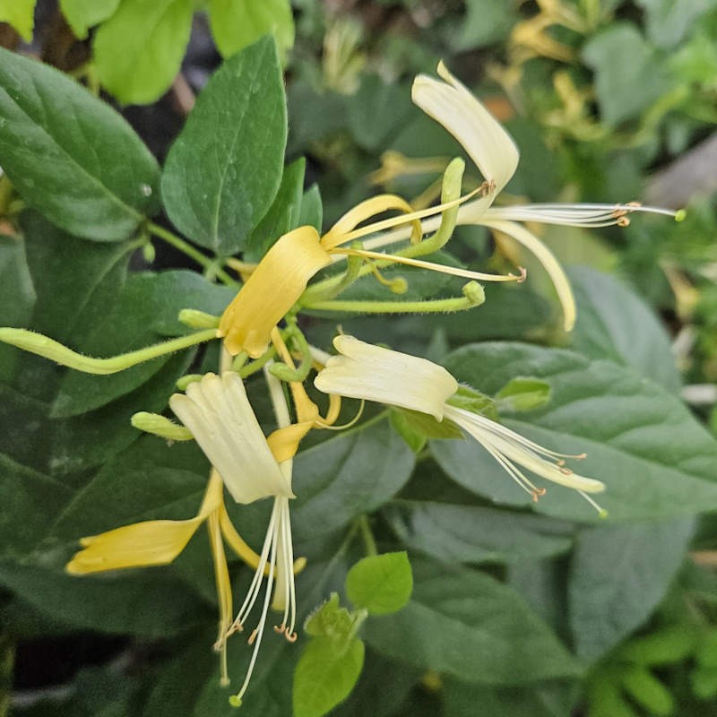 Lonicera similis var delavayi - summer flower