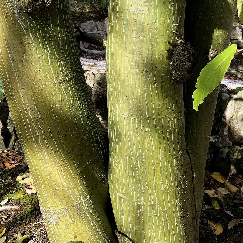 Acer davidii (Snakebark Maple)