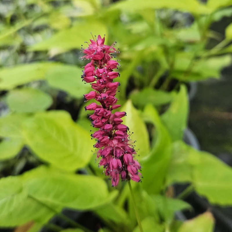 Persicaria amplexicaulis 'Golden Arrow' - golden-green leaves and bright pink flowers in summer