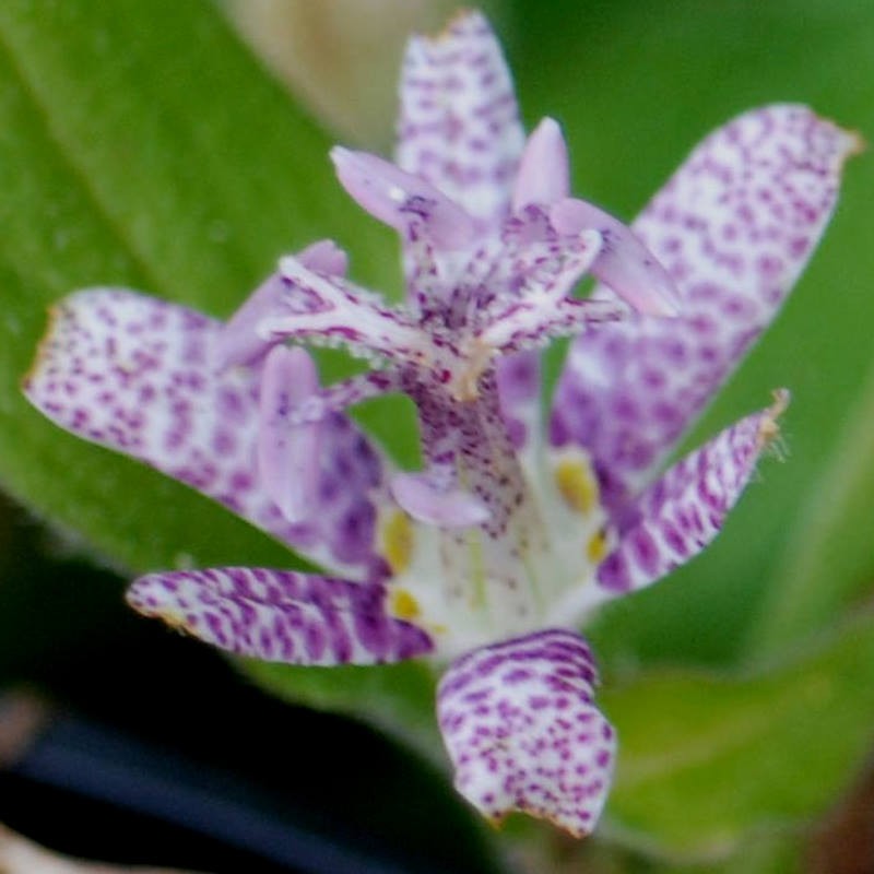 Tricyrtis hirta - flower close up