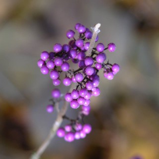 Wisteria floribunda 'Royal Purple' – Barnsdale Gardens
