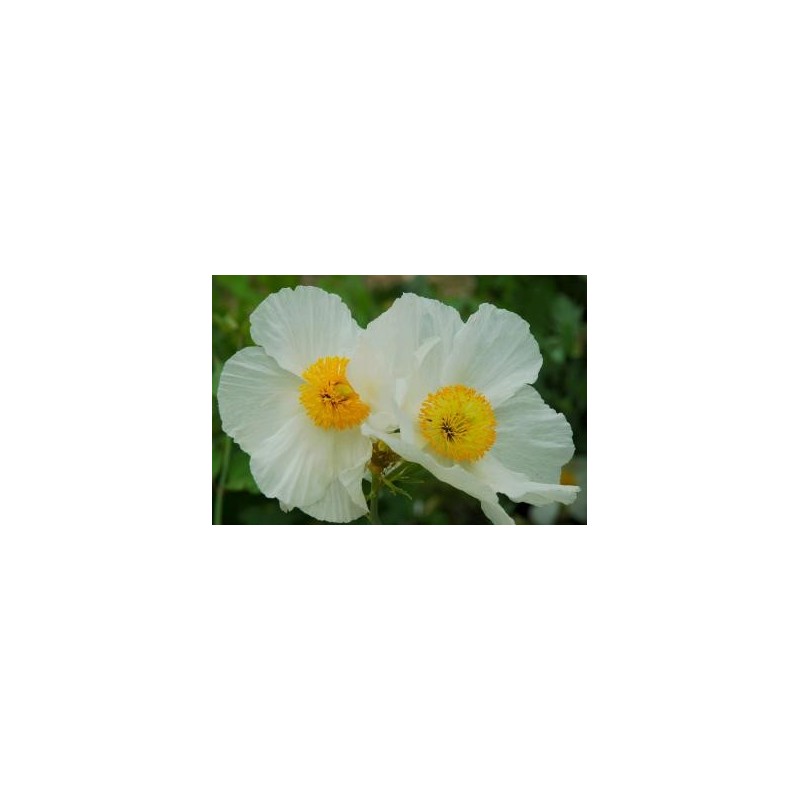 Romneya coulteri - flowers