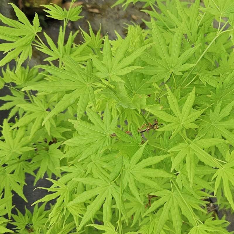 Acer palmatum 'Going Green' - spring leaves