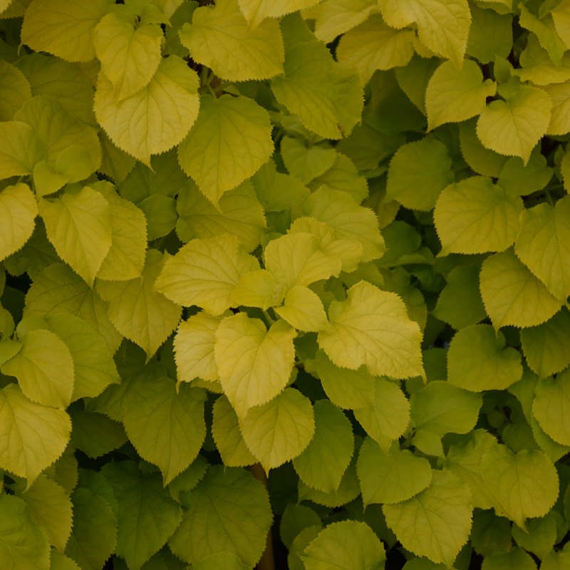 Hydrangea anomala 'Bright Side'