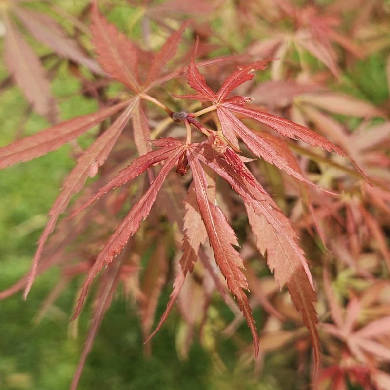 Acer palmatum 'Jerre Schwartz' - leaf close up