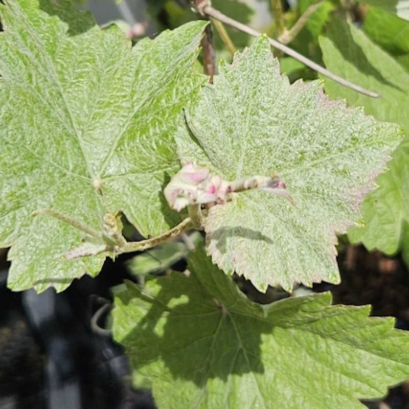 Vitis vinifera 'Incana' - young leaves in Spring