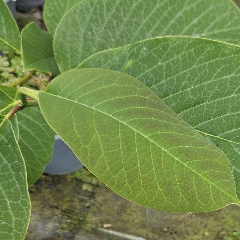 Magnolia x veitchii - young leaves in Spring